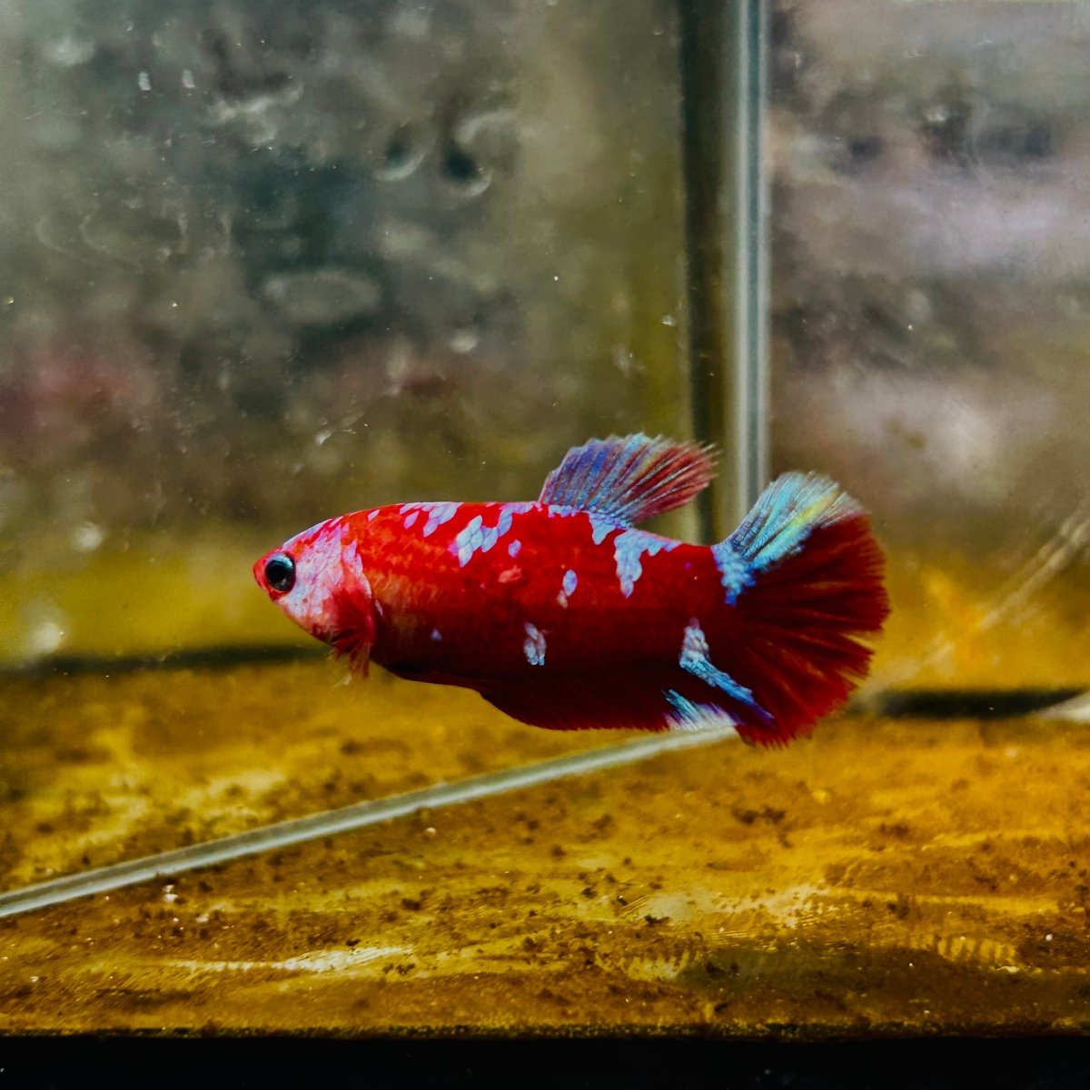 Plakat Red Purple Galaxy Female Betta 153 Female betta