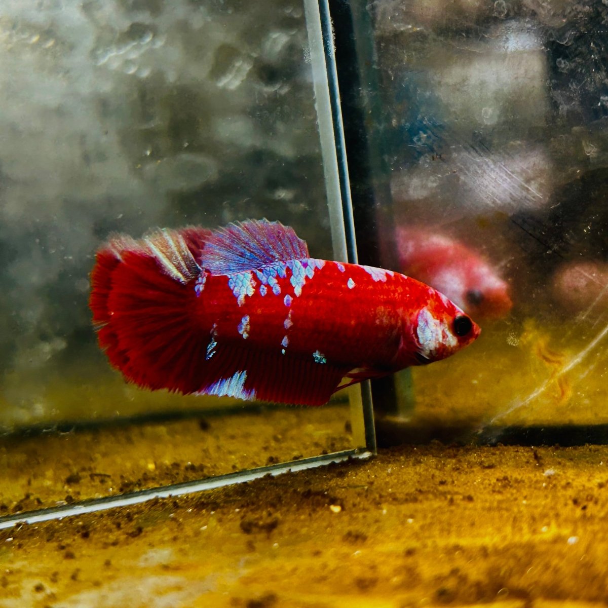 Plakat Red Purple Galaxy Female Betta 153 Female betta
