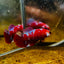 Plakat Red Purple Galaxy Female Betta 153 Female betta