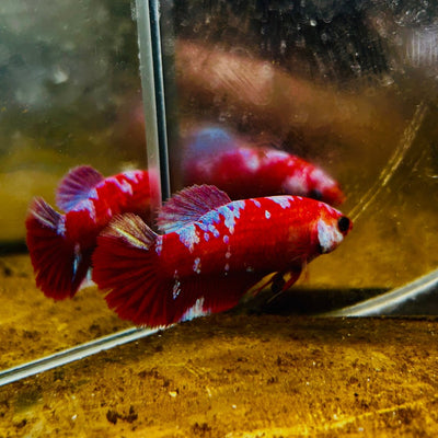 Plakat Red Purple Galaxy Female Betta 153 Female betta