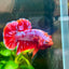 Plakat Red Purple Galaxy Male Betta A95