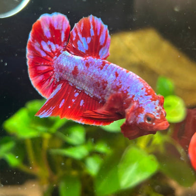 Plakat Red Purple Galaxy Male Betta A95