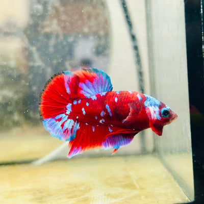 Plakat Red Purple Koi Male Betta 165