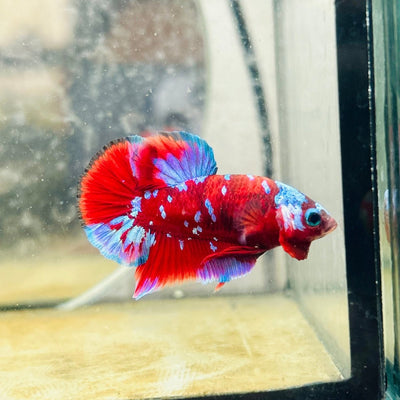 Plakat Red Purple Koi Male Betta 165