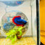 Plakat Red Rim Blue Mascot Male Betta 174 Male betta
