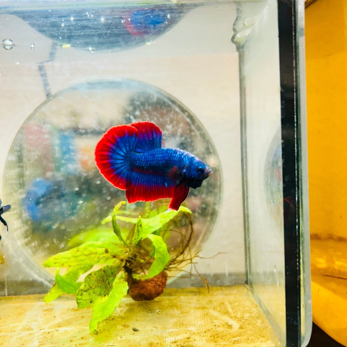 Plakat Red Rim Blue Mascot Male Betta 174 Male betta