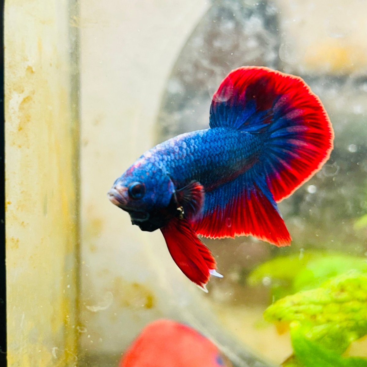 Plakat Red Rim Blue Mascot Male Betta 174 Male betta
