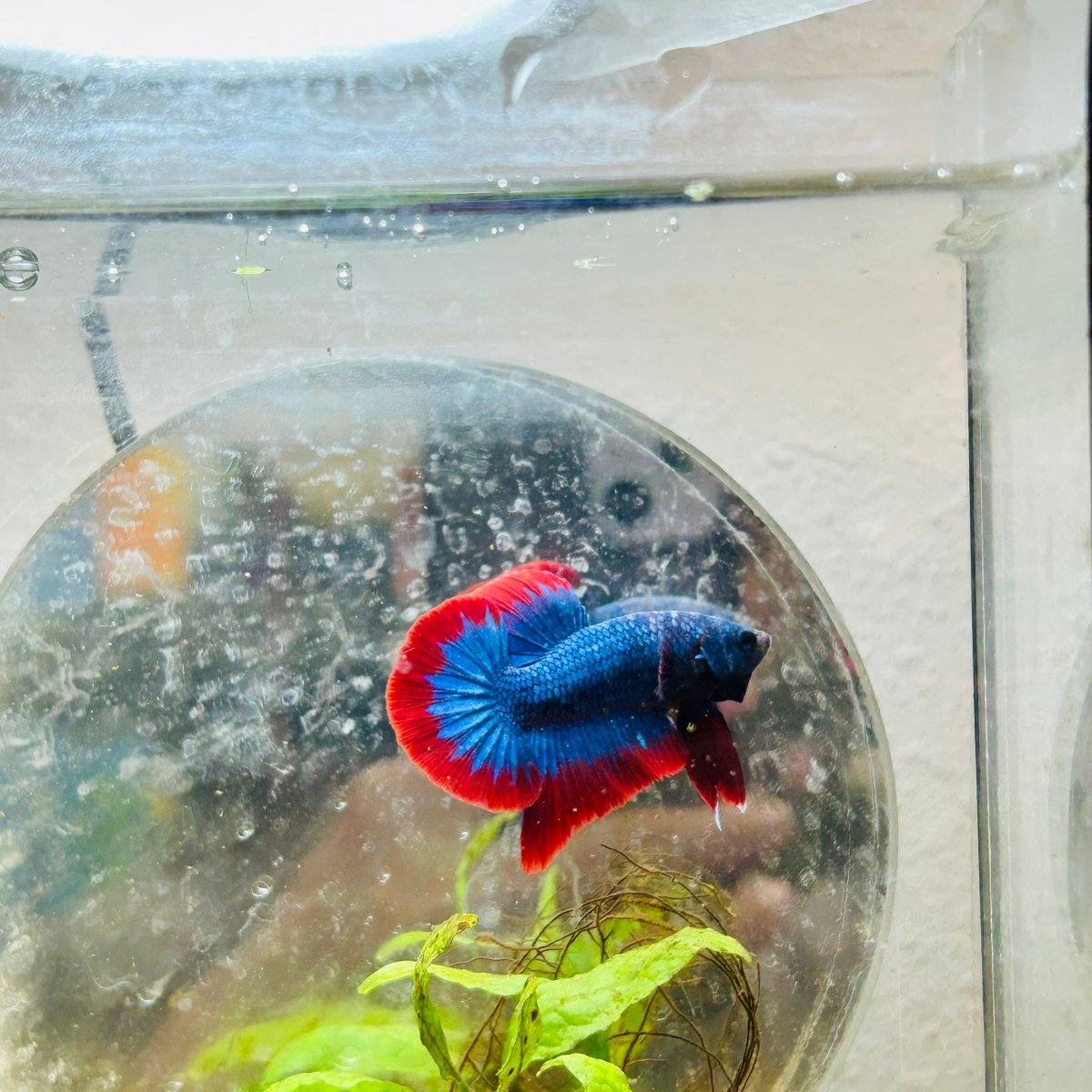 Plakat Red Rim Blue Mascot Male Betta 174 Male betta
