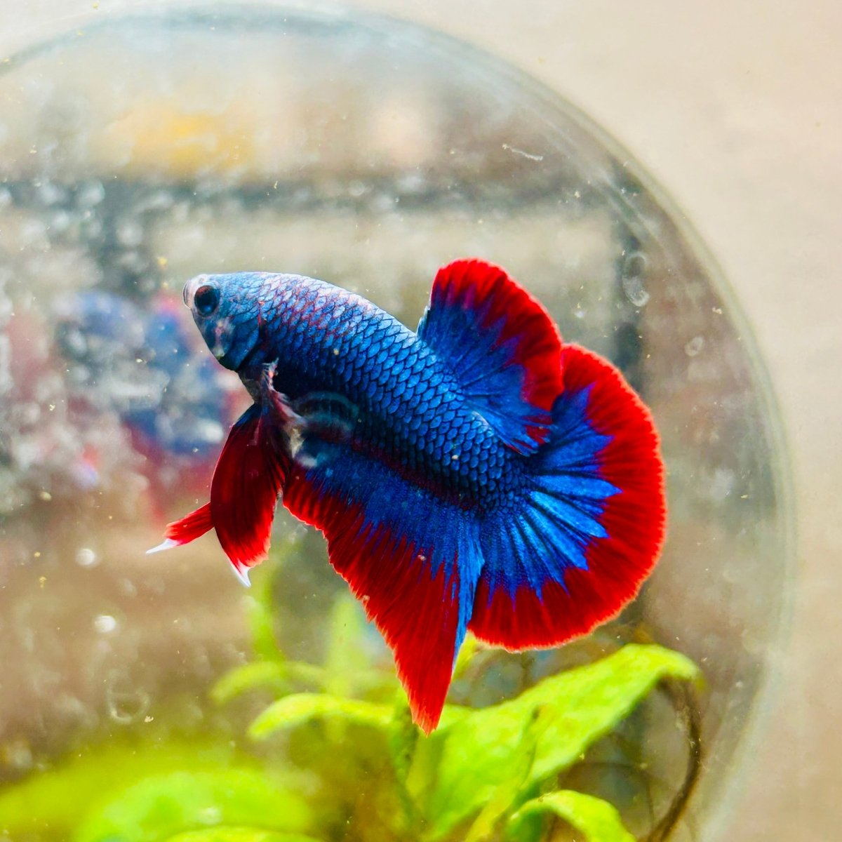 Plakat Red Rim Blue Mascot Male Betta 174 Male betta