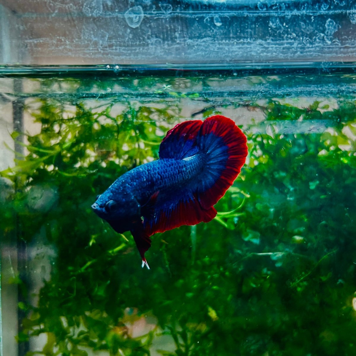 Plakat Red Rim Blue Mascot Male Betta #N81