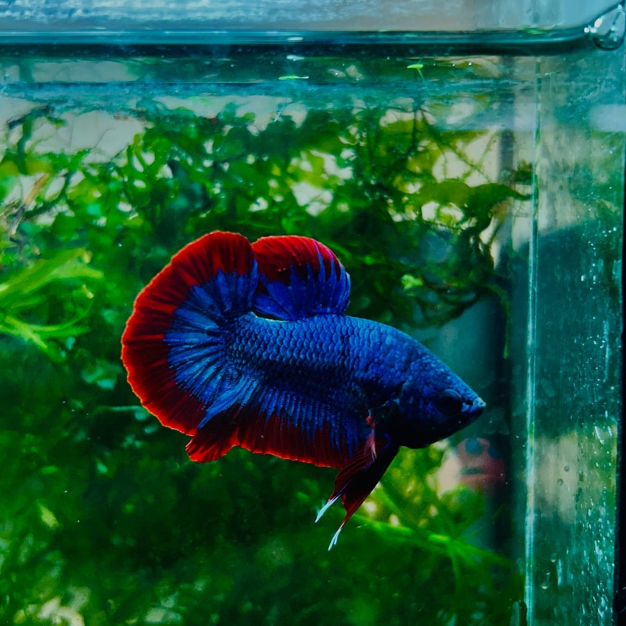 Plakat Red Rim Blue Mascot Male Betta N81 Live Betta Fish Male betta