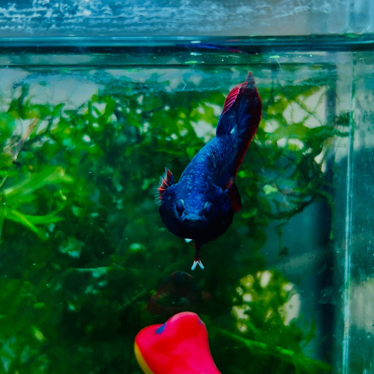 Plakat Red Rim Blue Mascot Male Betta #N81