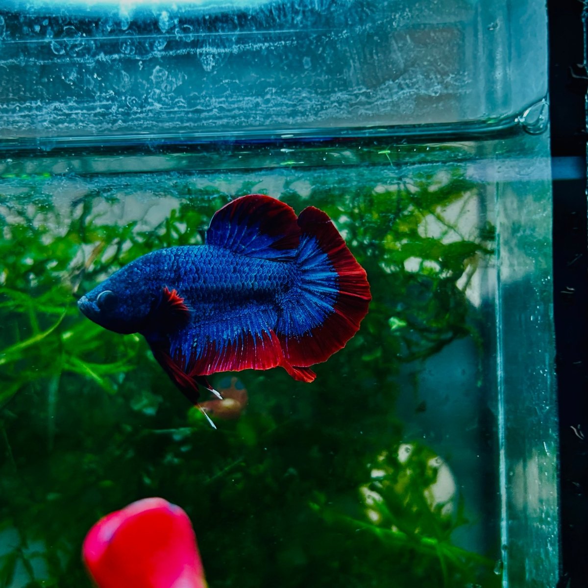 Plakat Red Rim Blue Mascot Male Betta #N81