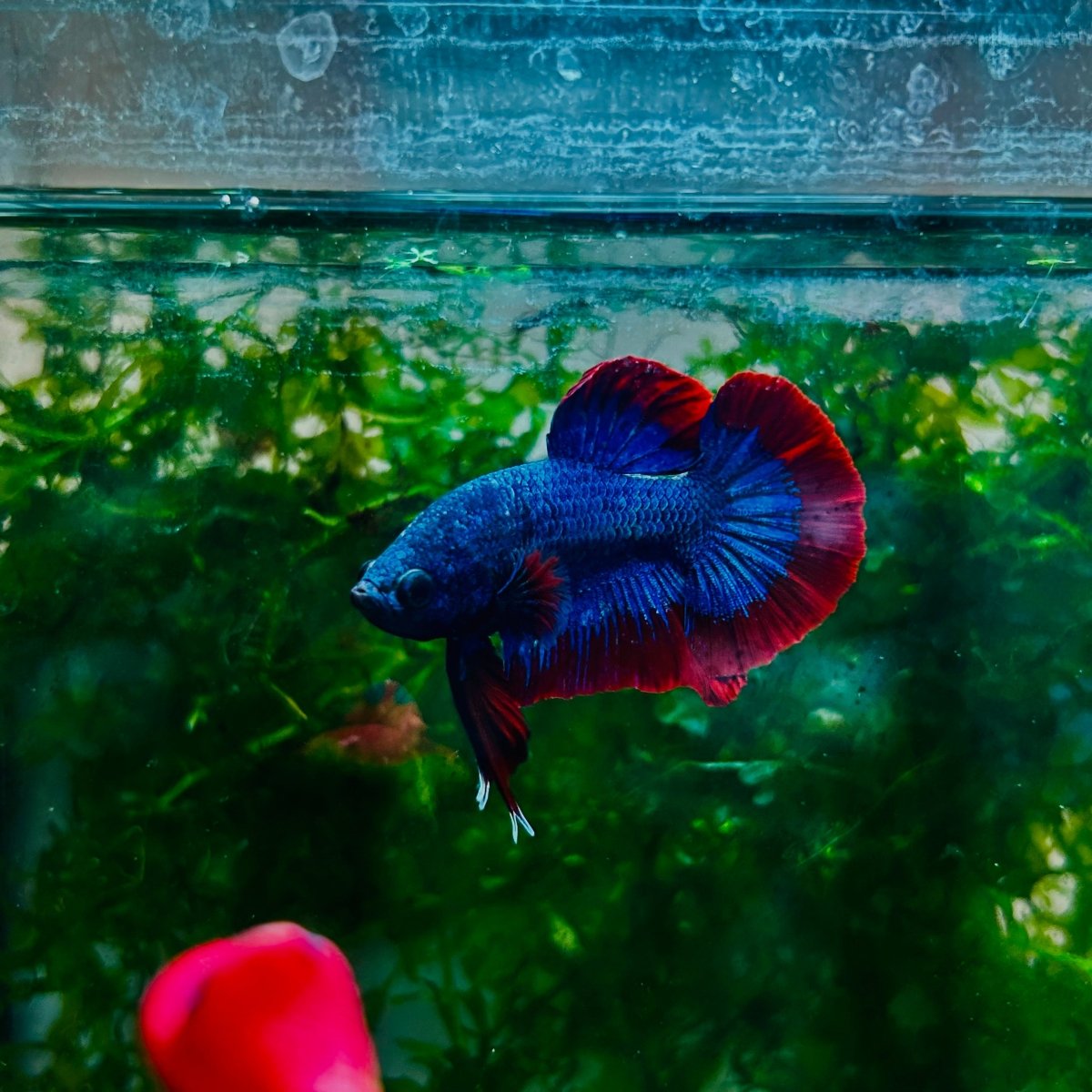 Plakat Red Rim Blue Mascot Male Betta #N81