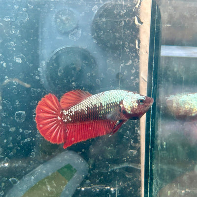 Plakat Red Samurai Female Betta 199