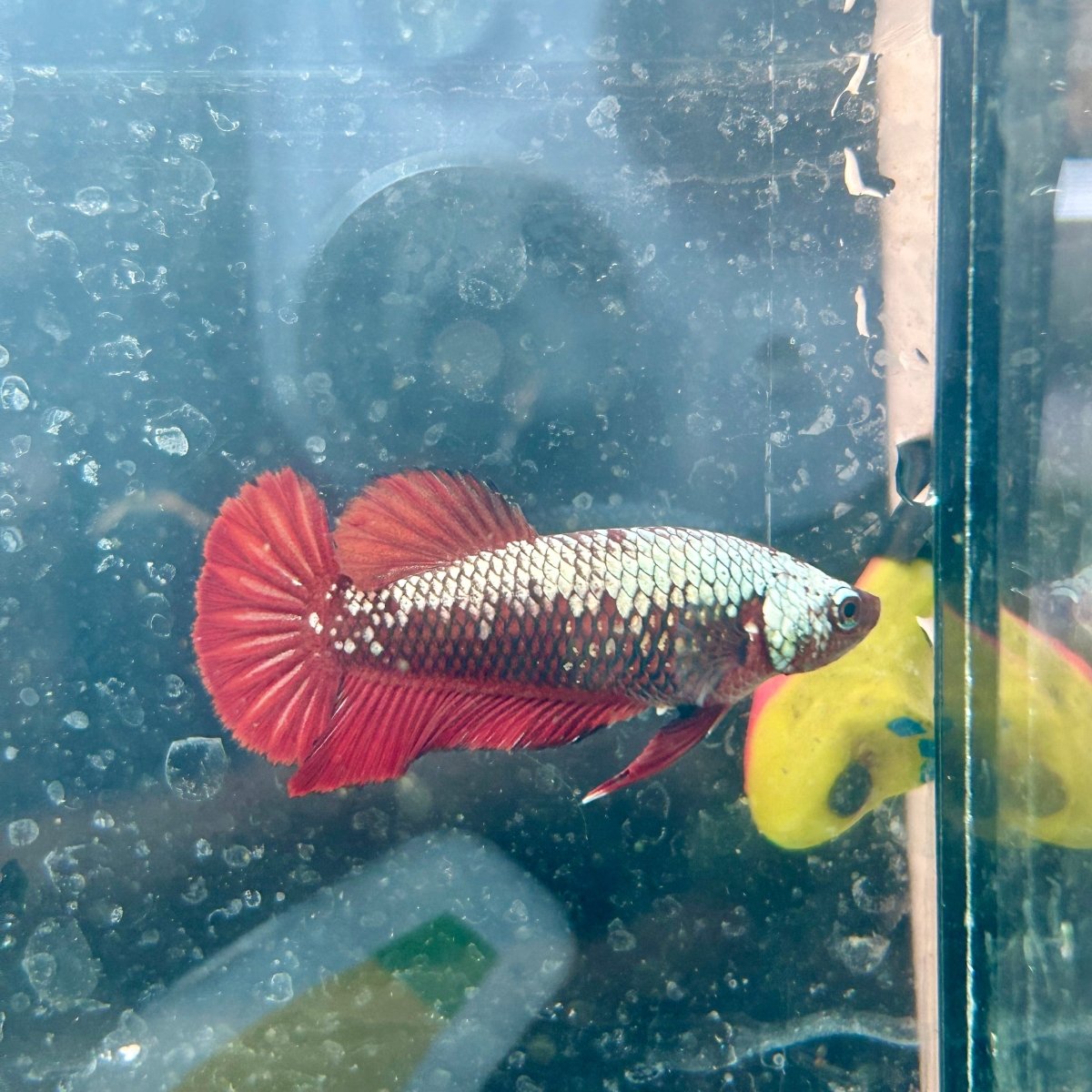 Plakat Red Samurai Female Betta 199