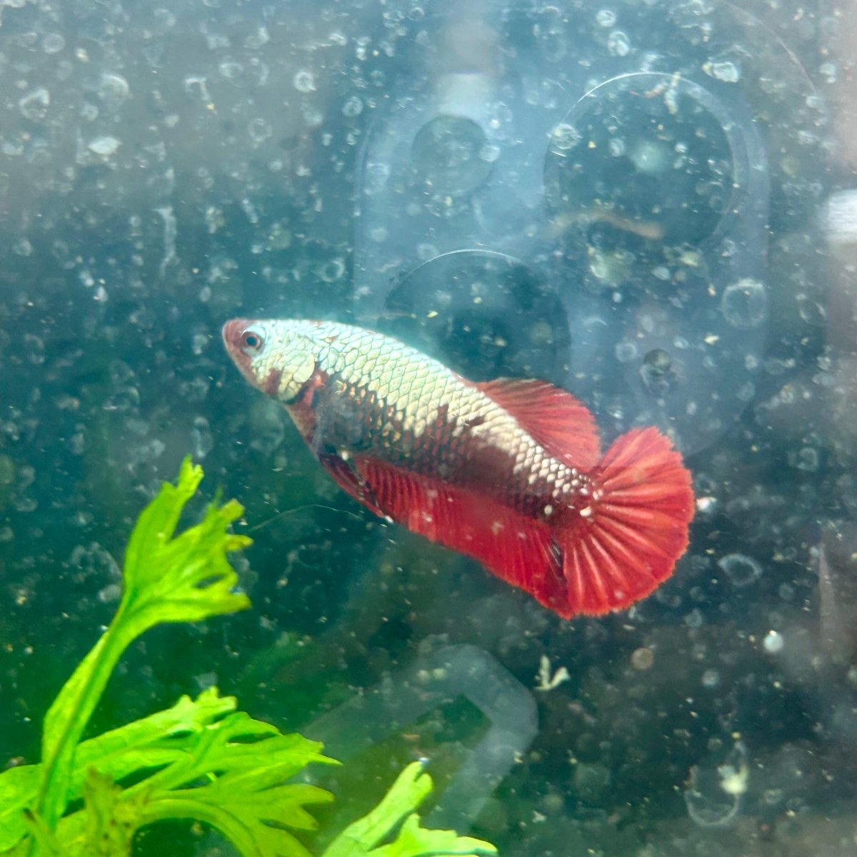 Plakat Red Samurai Female Betta 199