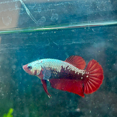 Plakat Red Samurai Female Betta 199