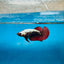 Plakat Red Samurai Female Betta Comp Grade 148