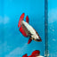 Plakat Red Samurai Female Betta Comp Grade 148