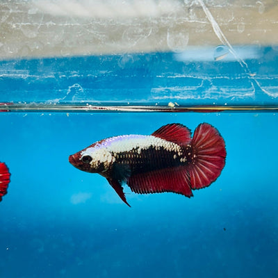 Plakat Red Samurai Female Betta Comp Grade 148