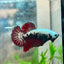 Plakat Red Samurai - Male Betta 049