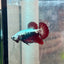 Plakat Red Samurai - Male Betta 049
