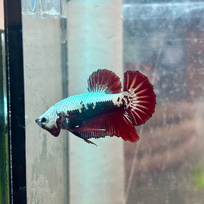 Plakat Red Samurai - Male Betta 049