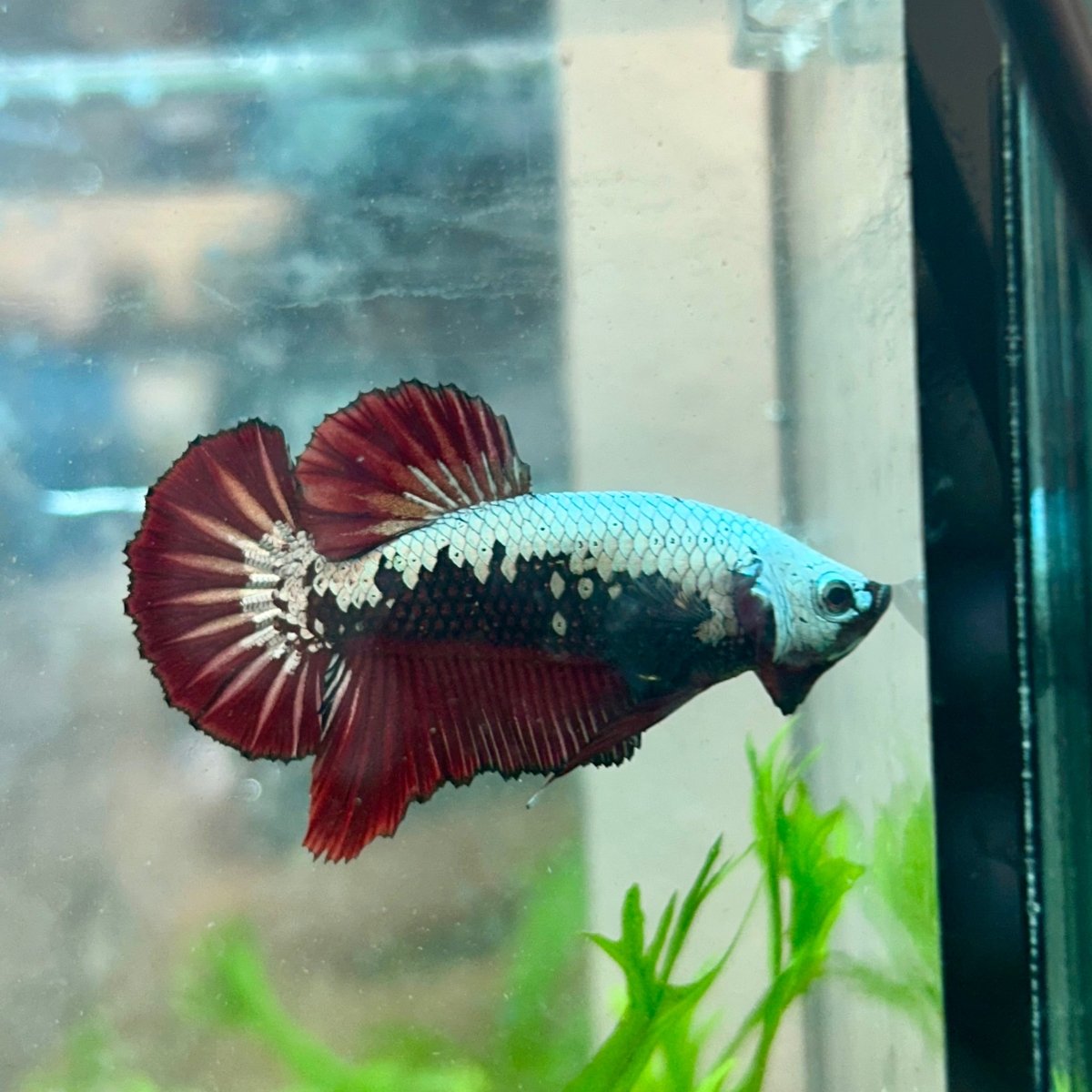 Plakat Red Samurai - Male Betta 049
