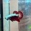 Plakat Red Samurai - Male Betta 049