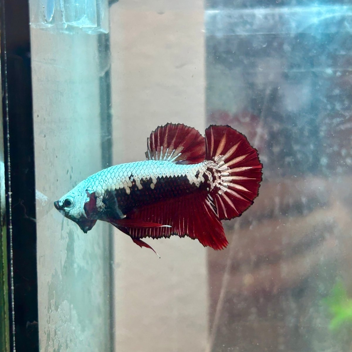 Plakat Red Samurai - Male Betta 049
