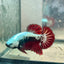 Plakat Red Samurai - Male Betta 049