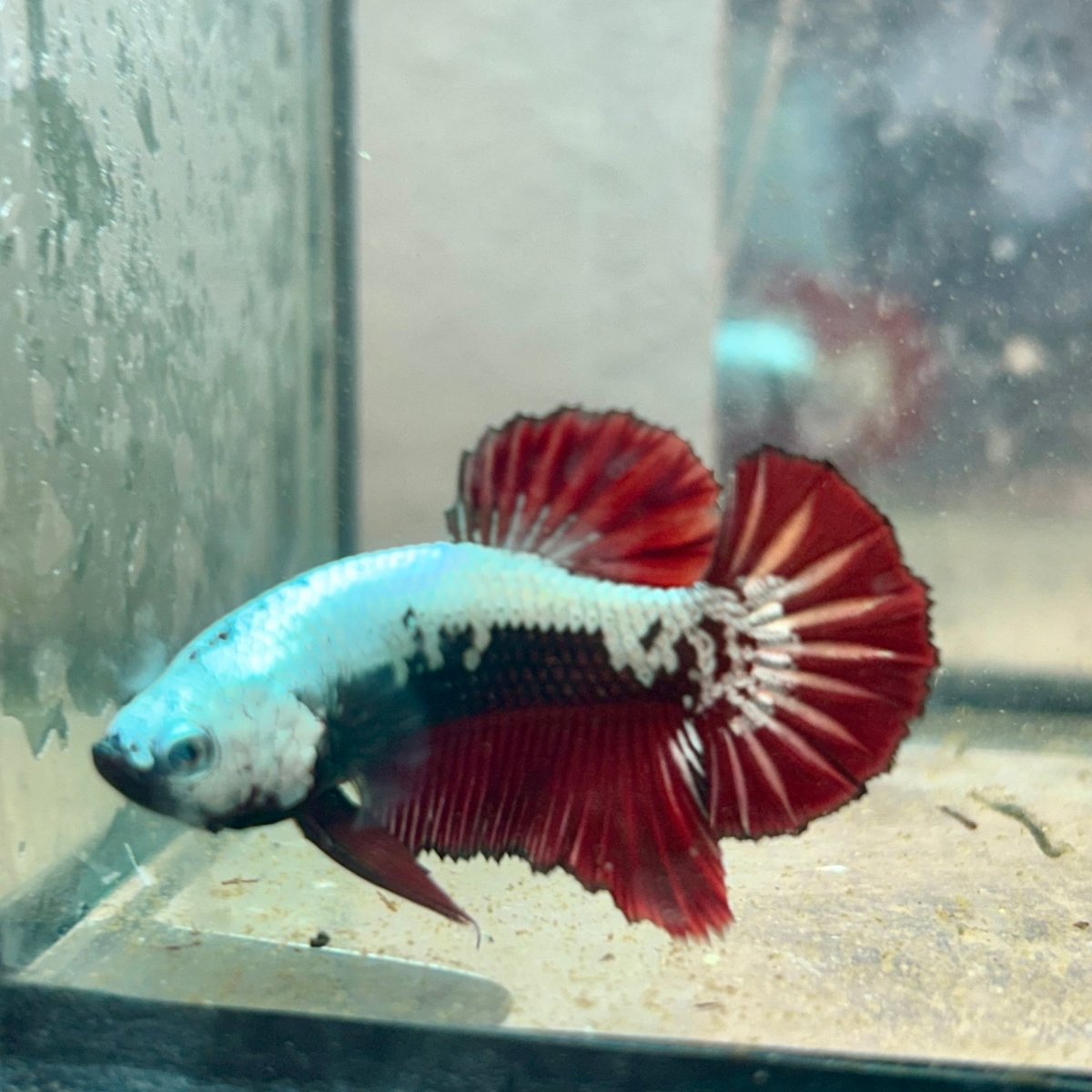 Plakat Red Samurai - Male Betta 049