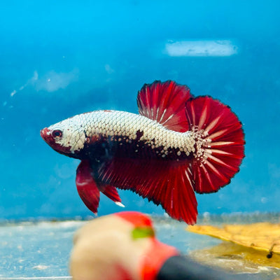 Plakat Red Samurai - Male Betta 068