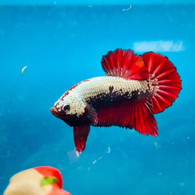 Plakat Red Samurai - Male Betta 068