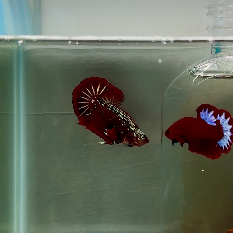 Plakat Red Samurai Male Betta J52