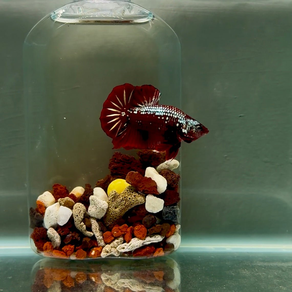 Plakat Red Samurai Male Betta J52