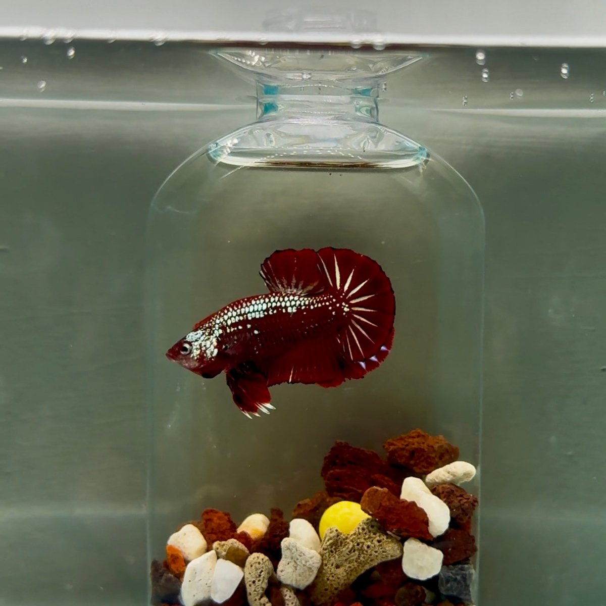 Plakat Red Samurai Male Betta J52