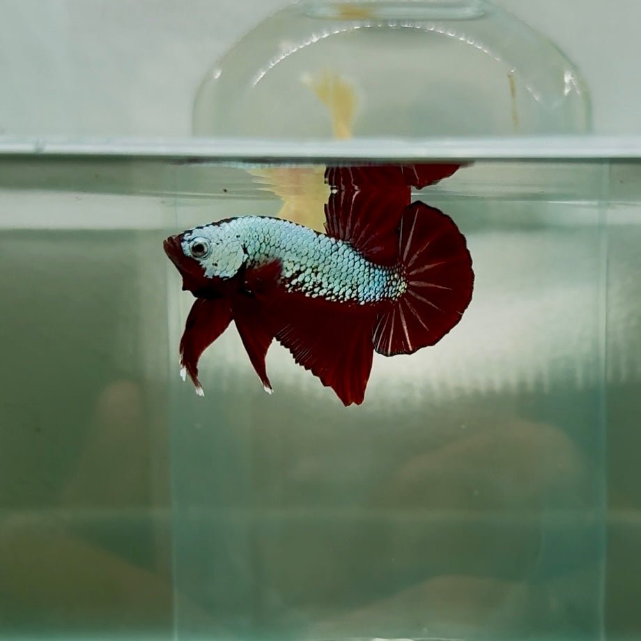 Plakat Red Samurai Male Betta N60