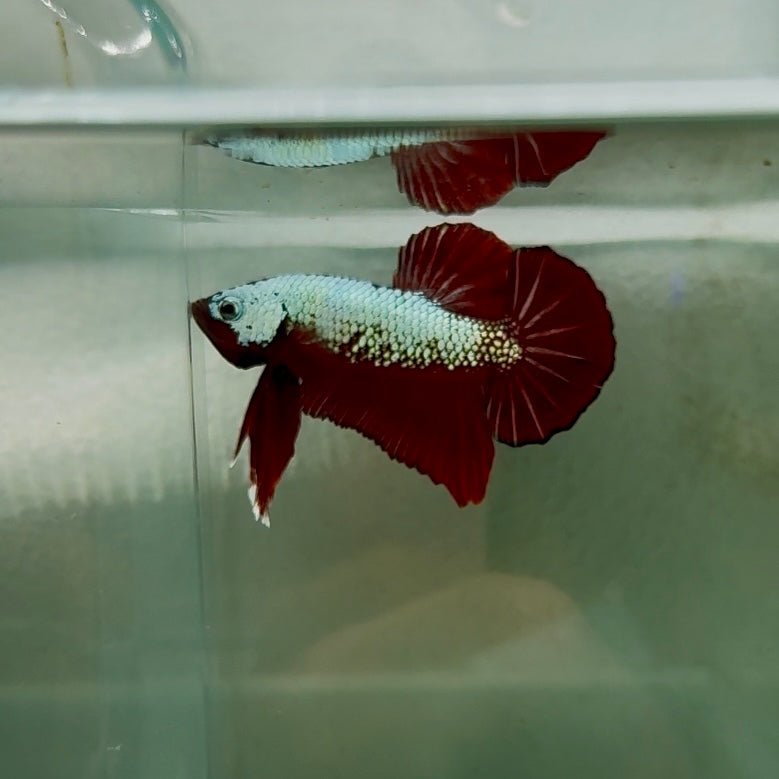Plakat Red Samurai Male Betta N60
