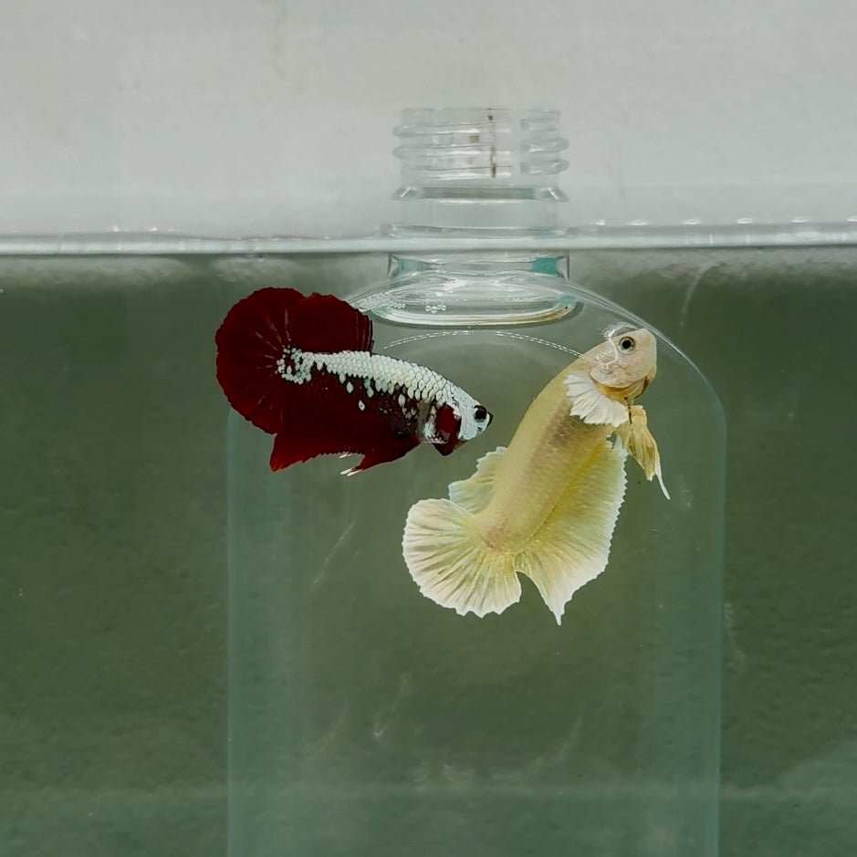 Plakat Red Samurai Male Betta N61