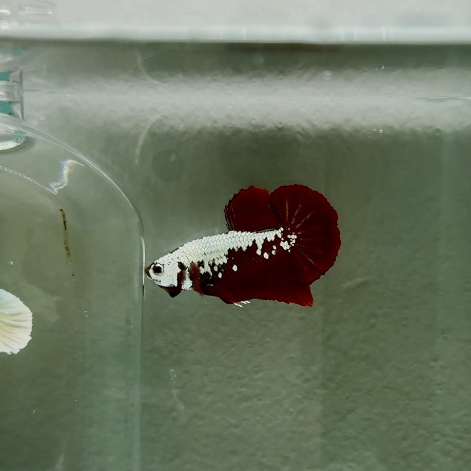 Plakat Red Samurai Male Betta N61