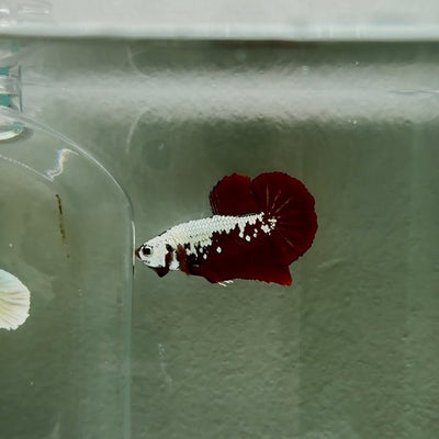 Plakat Red Samurai Male Betta N61