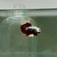 Plakat Red Samurai Male Betta N61