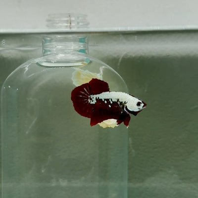 Plakat Red Samurai Male Betta N61