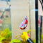 Plakat Red Snow Koi Male Betta Jul33 Male betta
