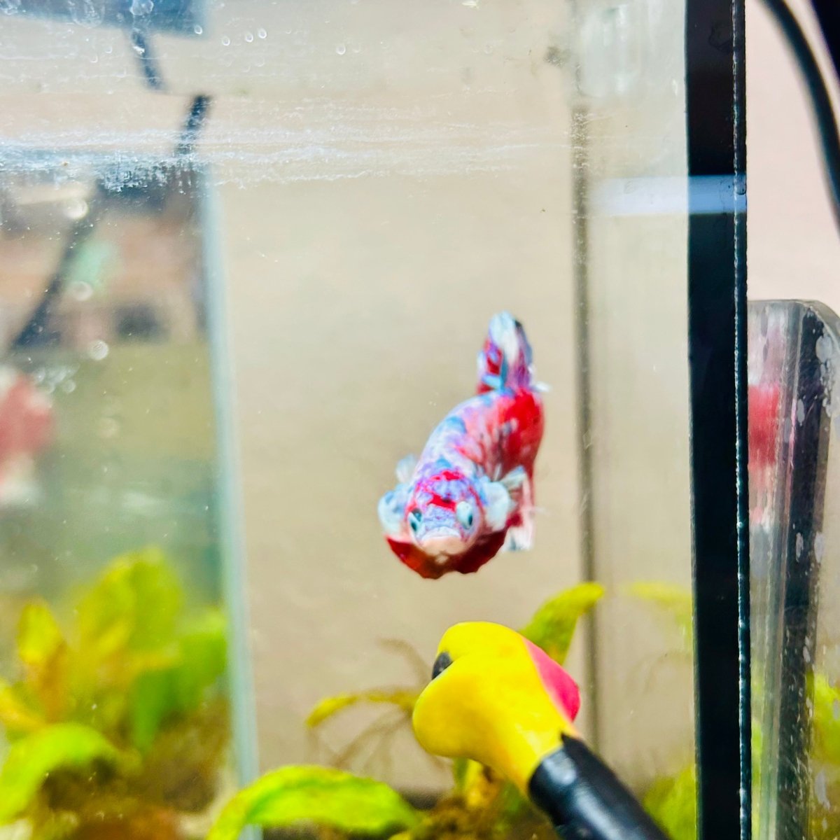 Plakat Red Snow Koi Male Betta Jul33 Male betta