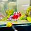 Plakat Red Snow Koi Male Betta Jul33 Male betta