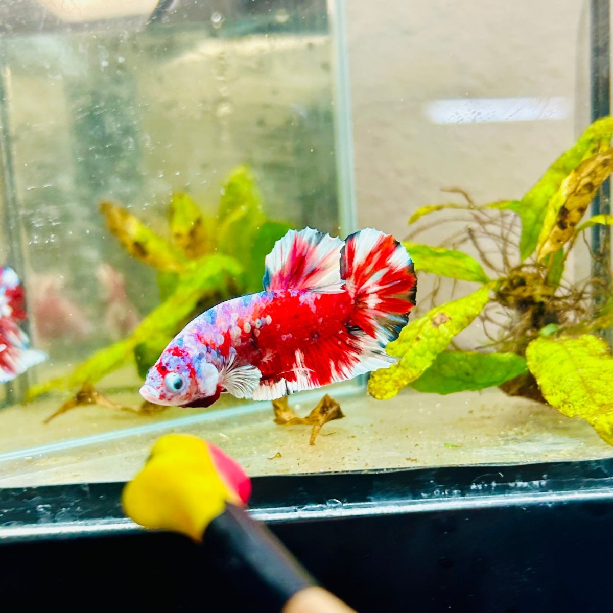 Plakat Red Snow Koi Male Betta Jul33 Male betta