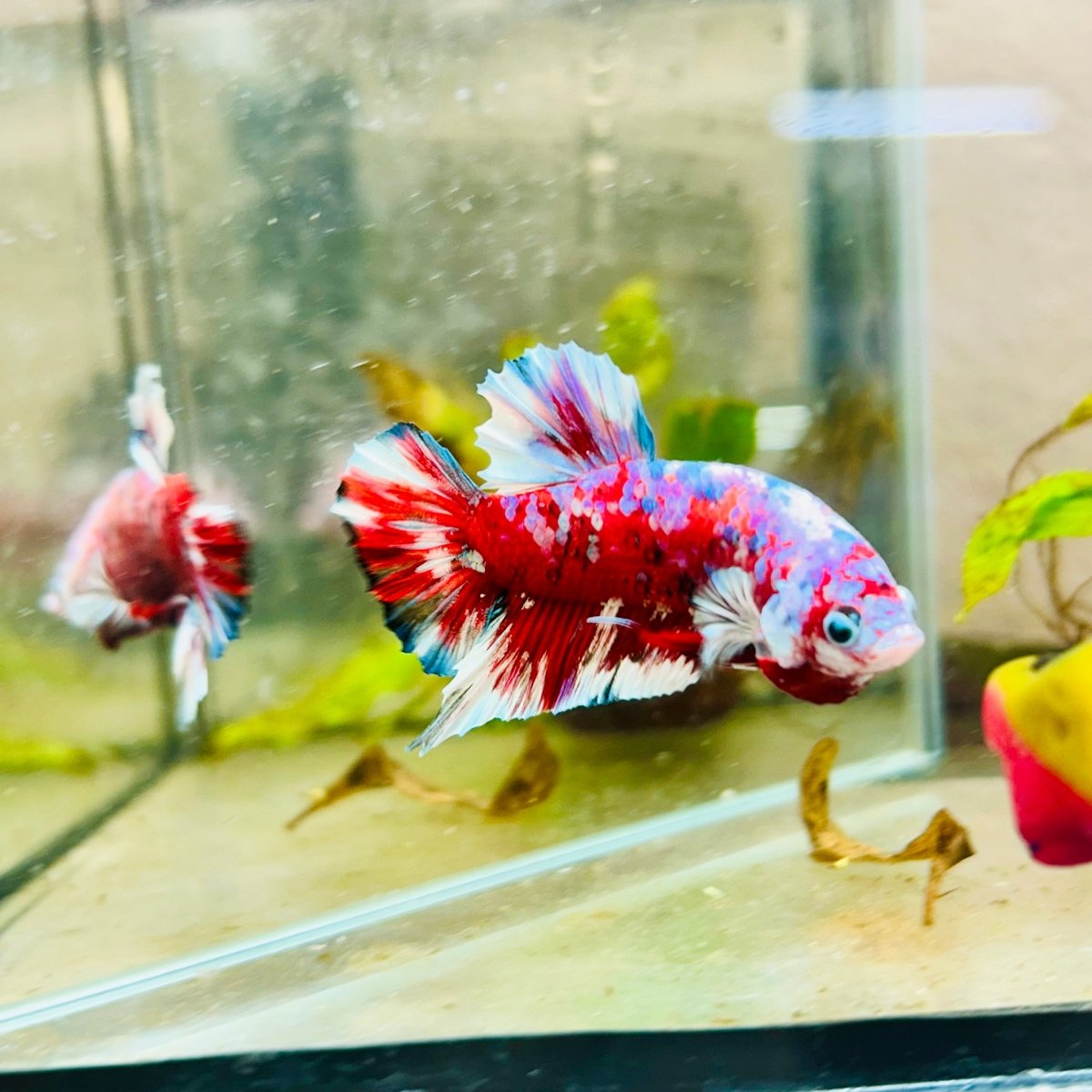 Plakat Red Snow Koi Male Betta Jul33 Male betta